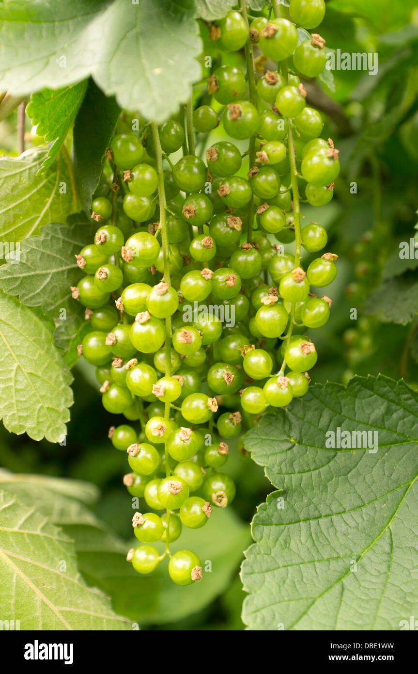 A bunch of unripe Redcurrant's, England, UK Stock Photo