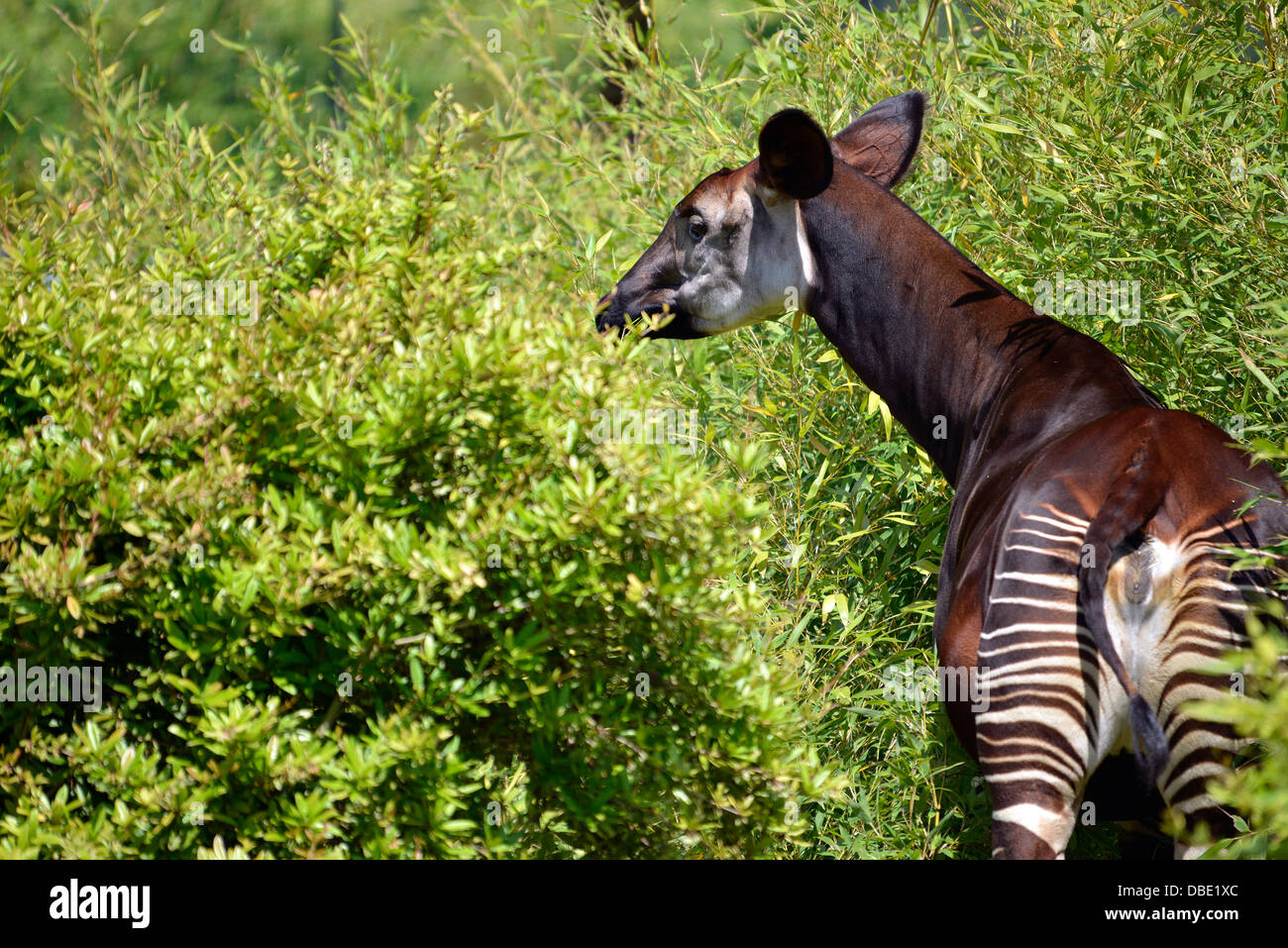Okapia hi-res stock photography and images - Alamy