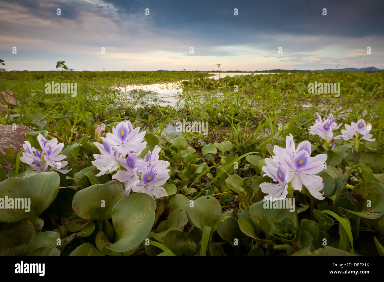 Lily flowers in the wetlands Refugio de vida Silvestre Cienaga las Macanas Nature Reserve, Herrera province, Republic of Panama. Stock Photo