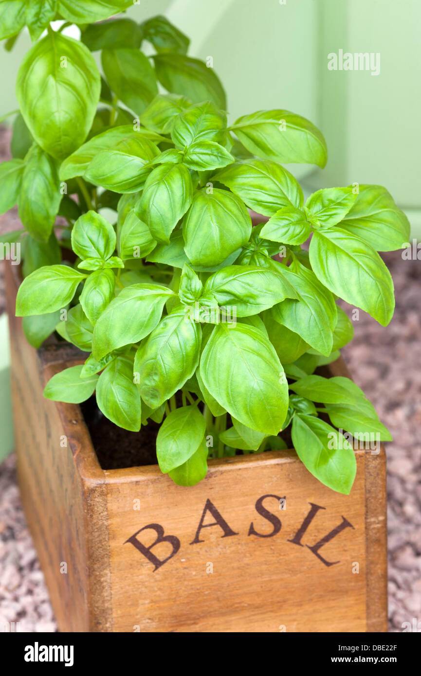 basil plant herb growing in a wooden container Stock Photo Alamy