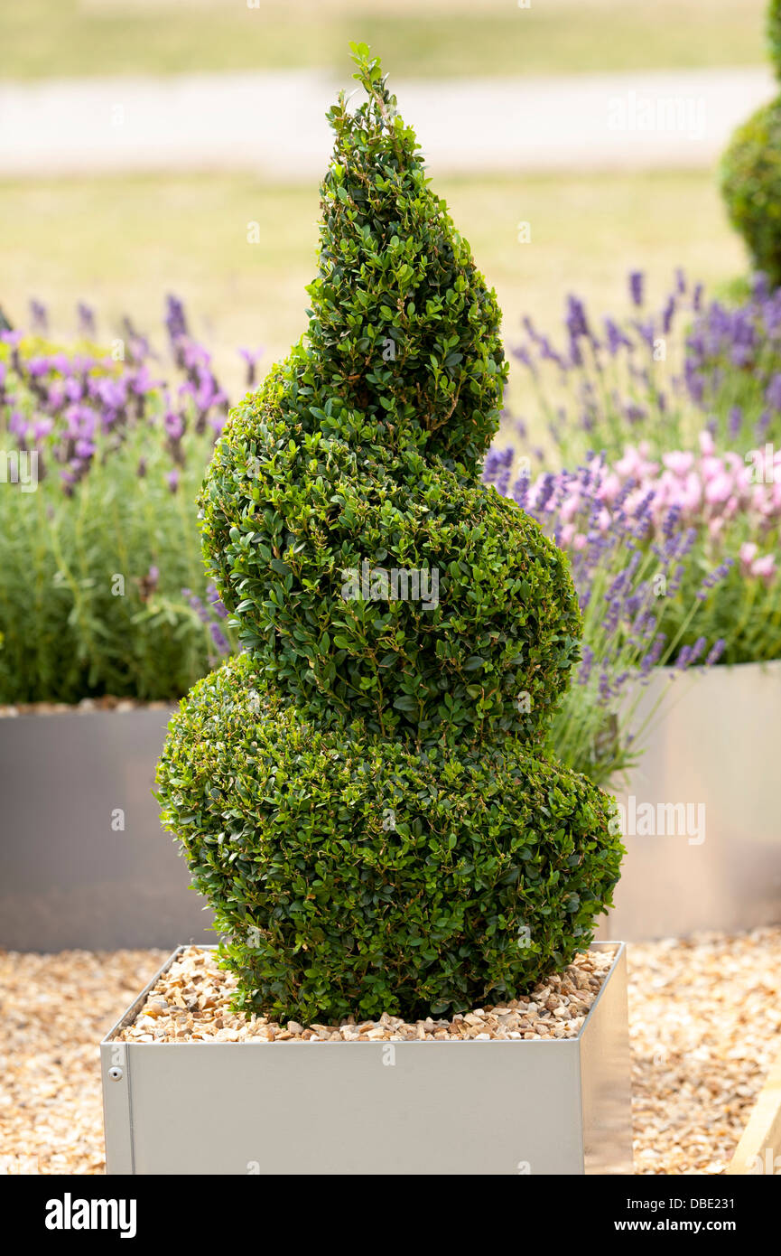 buxus sempervirens topiary in the shape of a spiral planted in a container Stock Photo