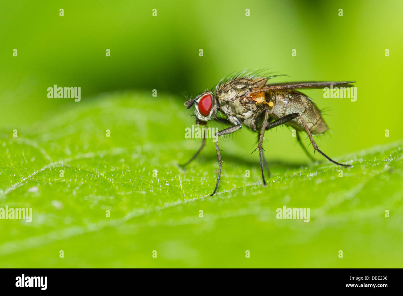 Tachinid fly perched on a green leaf Stock Photo - Alamy