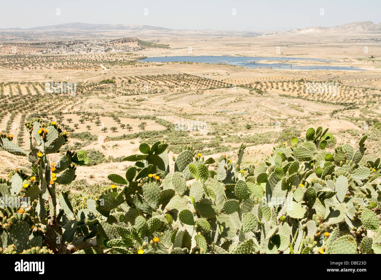 Cactus tunisia hires stock photography and images Alamy