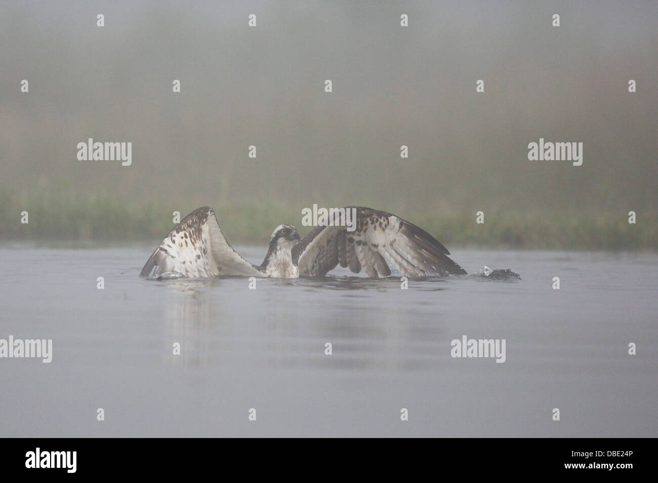 Osprey in the water after catching a trout Stock Photo