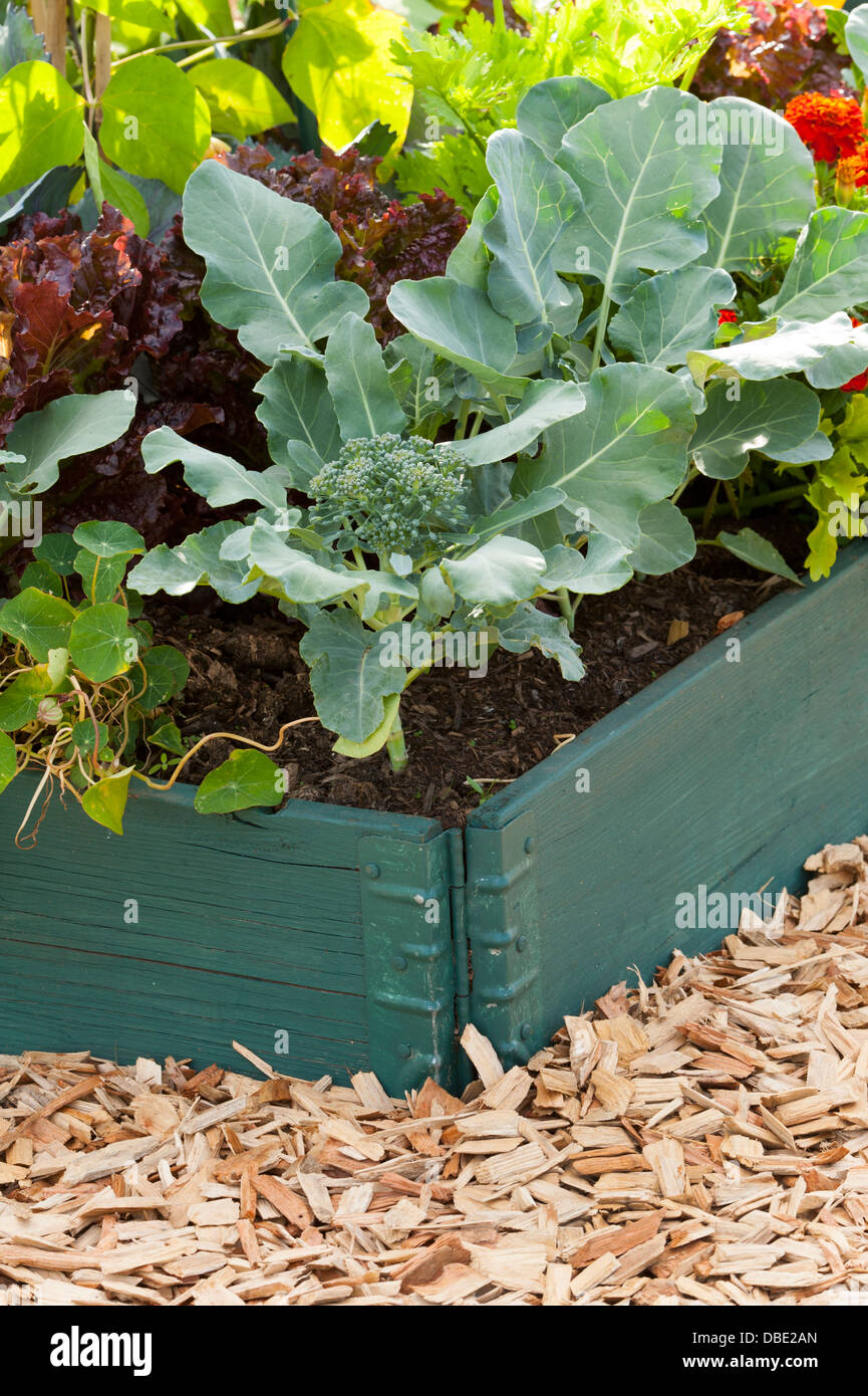 raised beds containing vegetables including calebrese Stock Photo