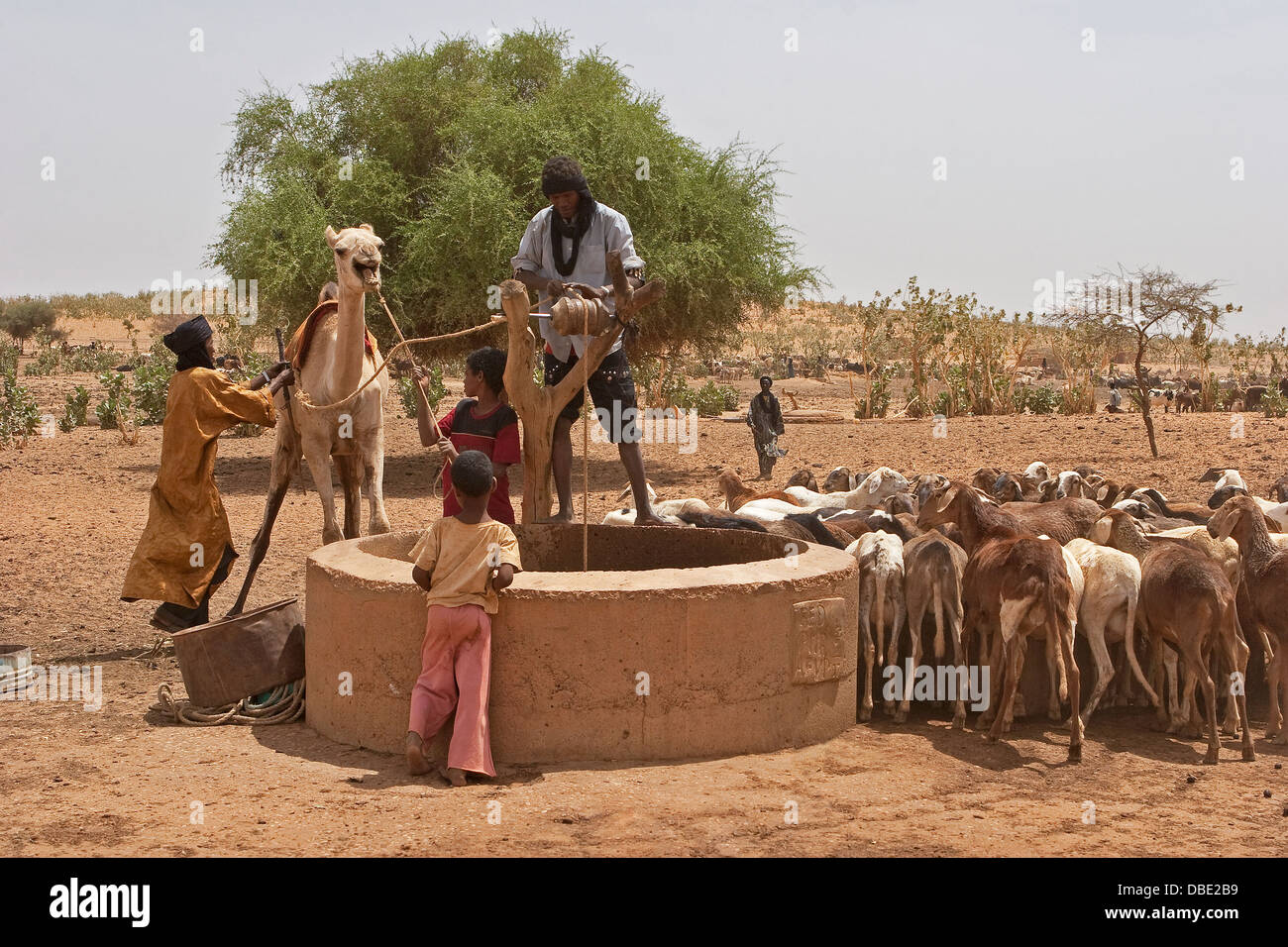 Tuareg herdsmen in village compound using a camel to help pull water up from a well for the animals to drink, NE Mali Stock Photo