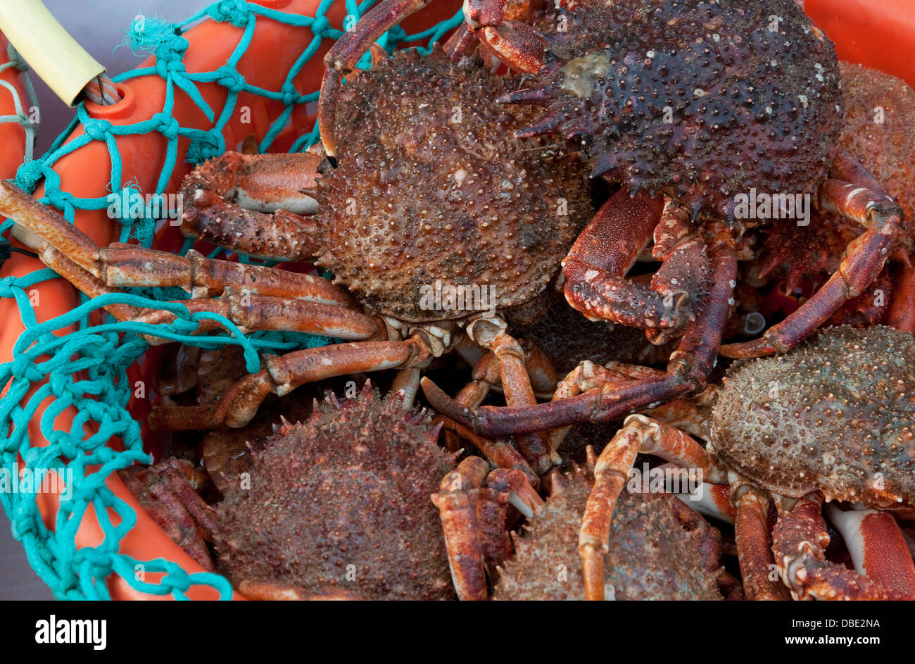 freshly caught french spider crabs, normandy, france Stock Photo Alamy