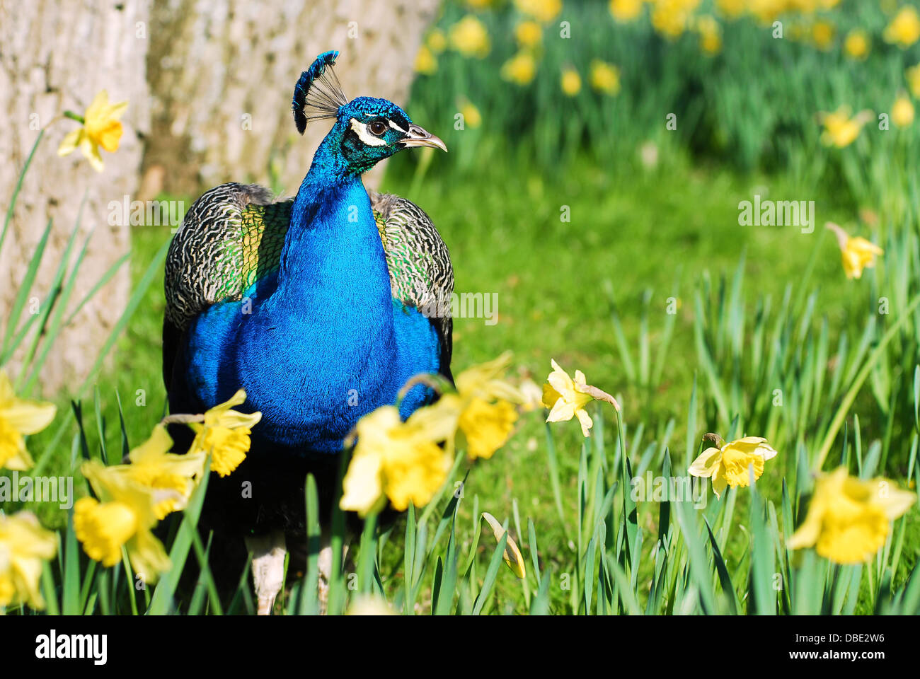 Closeup Indian Peafowl (Pavo cristatus) seen from the front among narcissus flowers Stock Photo