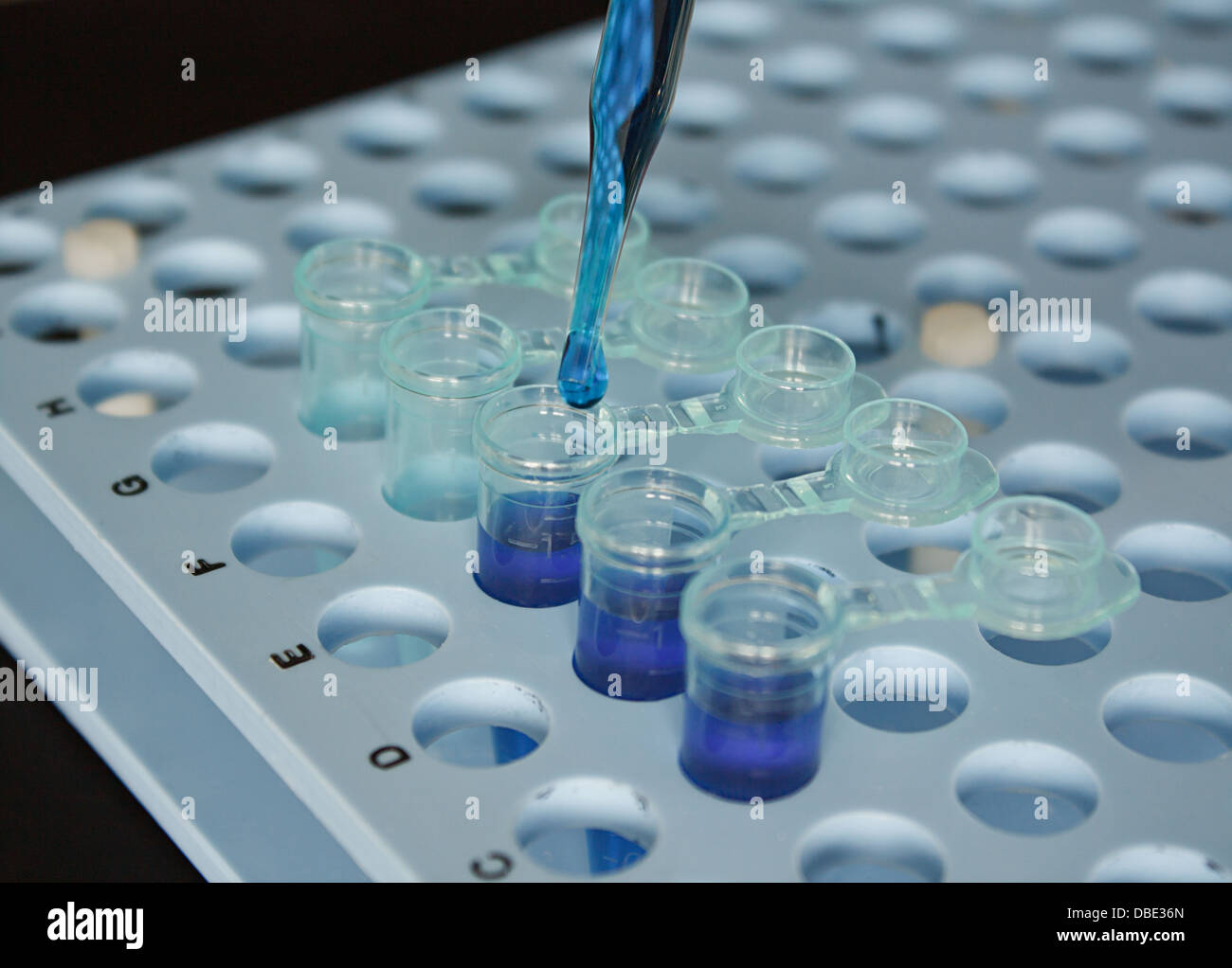 Close up of a pipette placing a solution in a row of sample vials in a laboratory for a chemical experiment Stock Photo