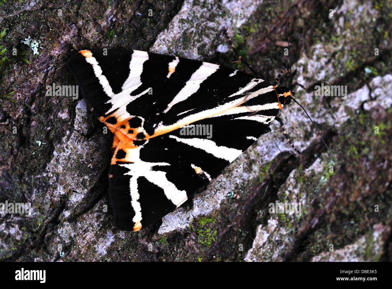 A Jersey tiger moth Stock Photo
