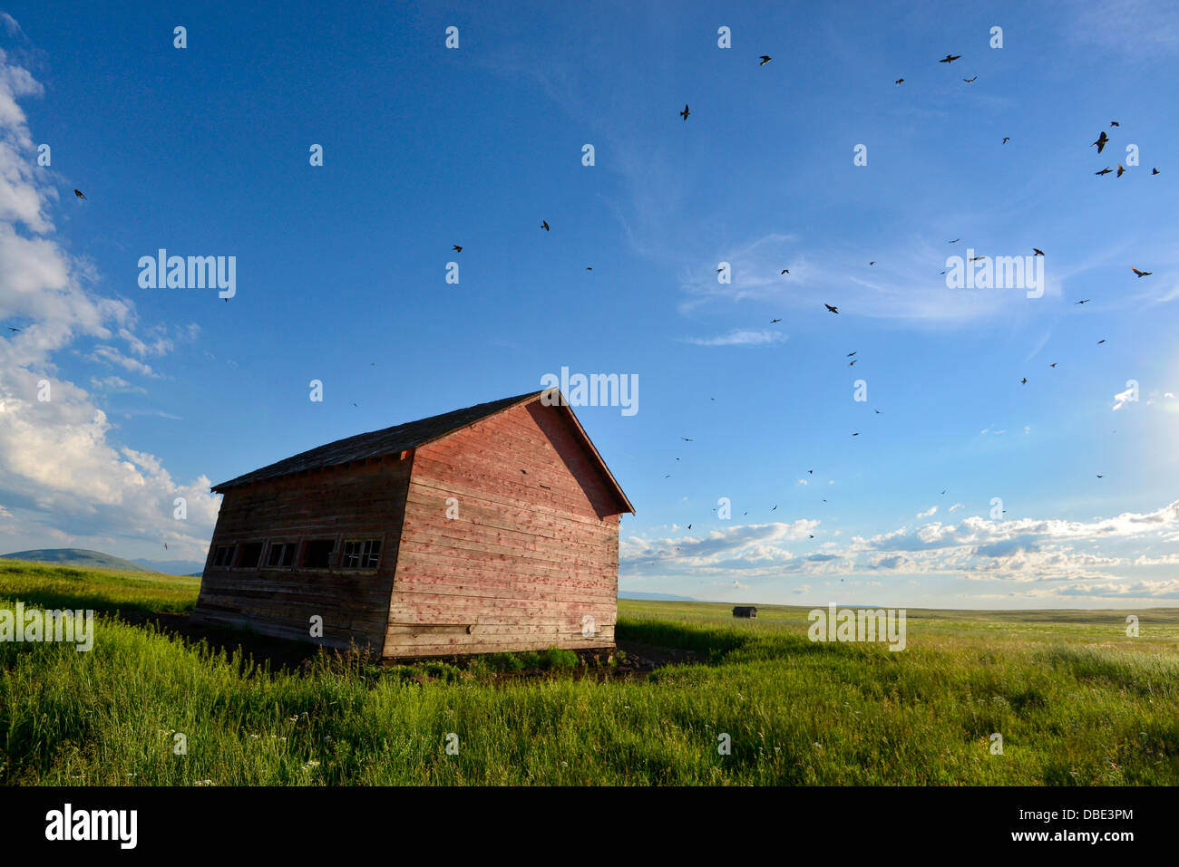 Cliff swallows flying around an old building on the Zumwalt Prairie in Northeast Oregon. Stock Photo