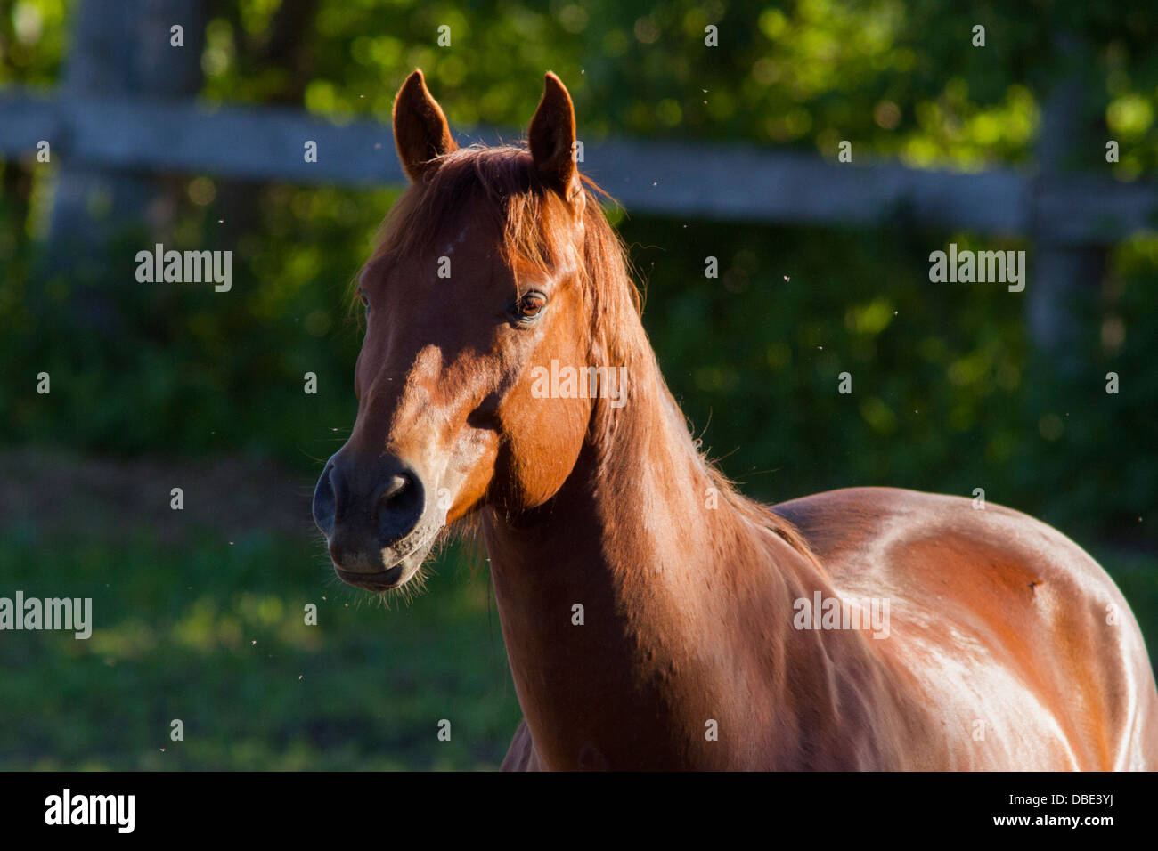 Pure bred Canadian horse in spring. Stock Photo