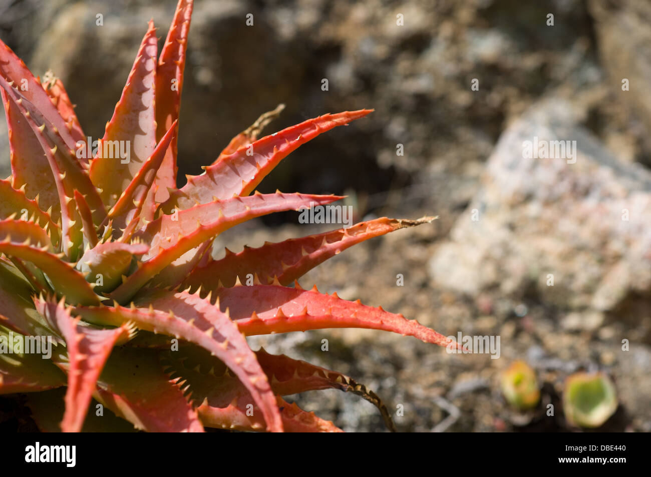 Red tinged leaves of the Aloe bussei plant, Tresco Abbey Garden, Tresco
