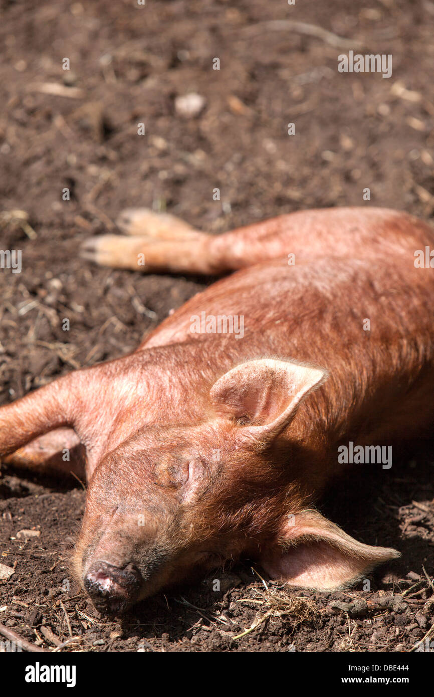 Young Tamworth Pigs enjoying a shady spot on a summers day, England, UK Stock Photo