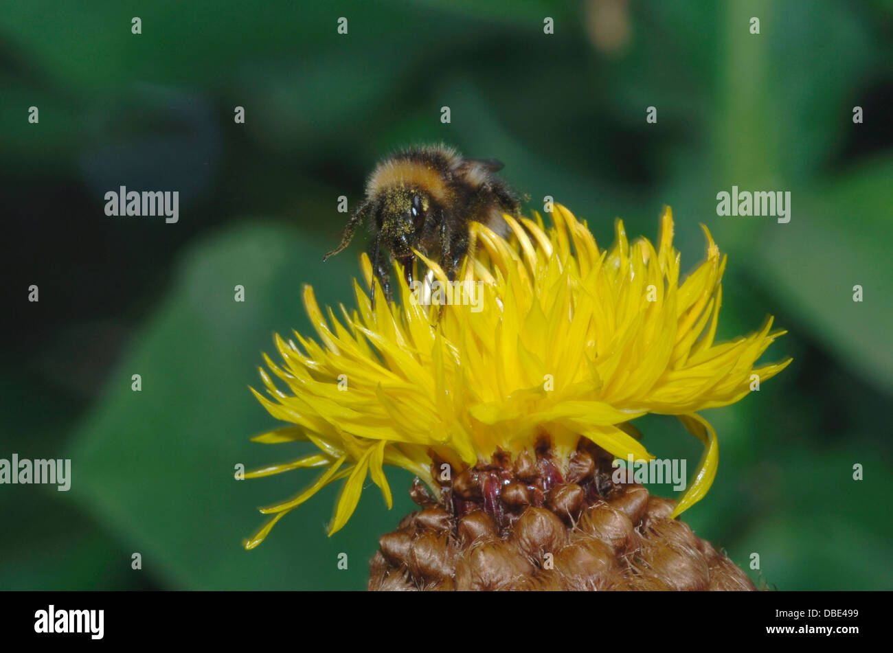 A Bee On A Yellow Flower After Nectar Stock Photo