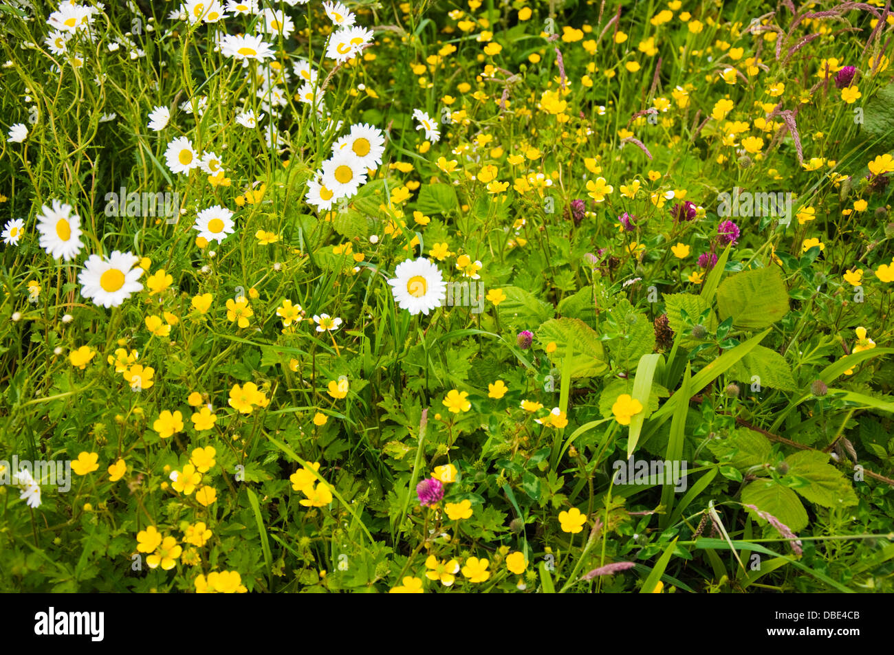 Wild flowers in Ireland Stock Photo Alamy