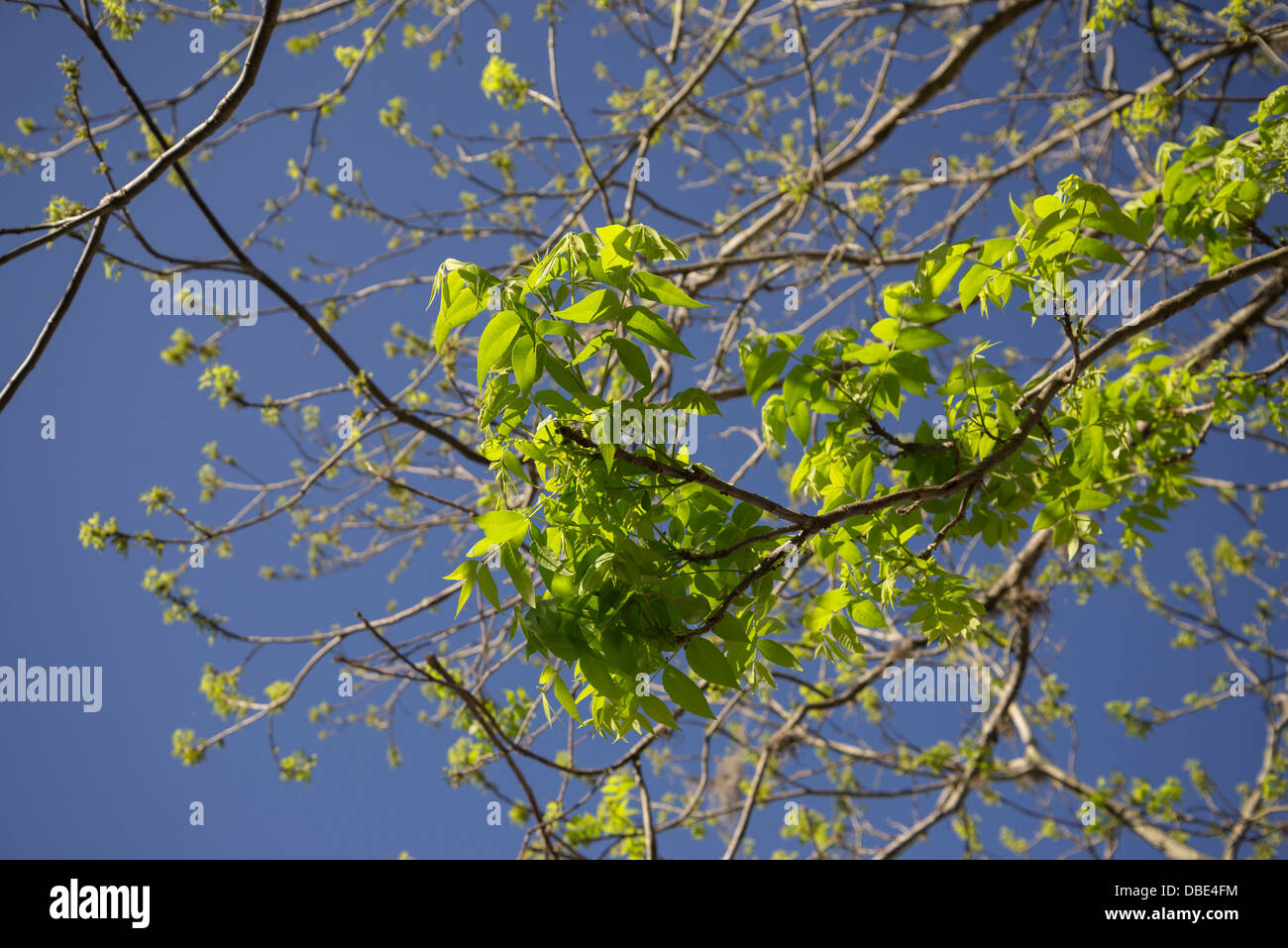 Pecan tree leaves hires stock photography and images Alamy