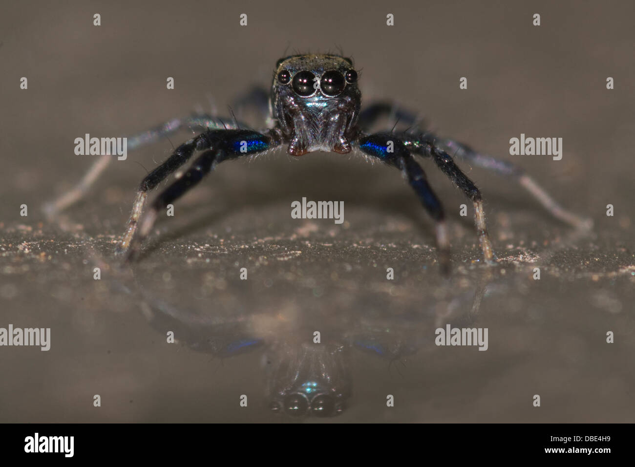 The Metallic jumper spider (Siler semiglaucus) belongs to the family of jumping spiders (Salticidae). I shot this at Dandeli . Stock Photo