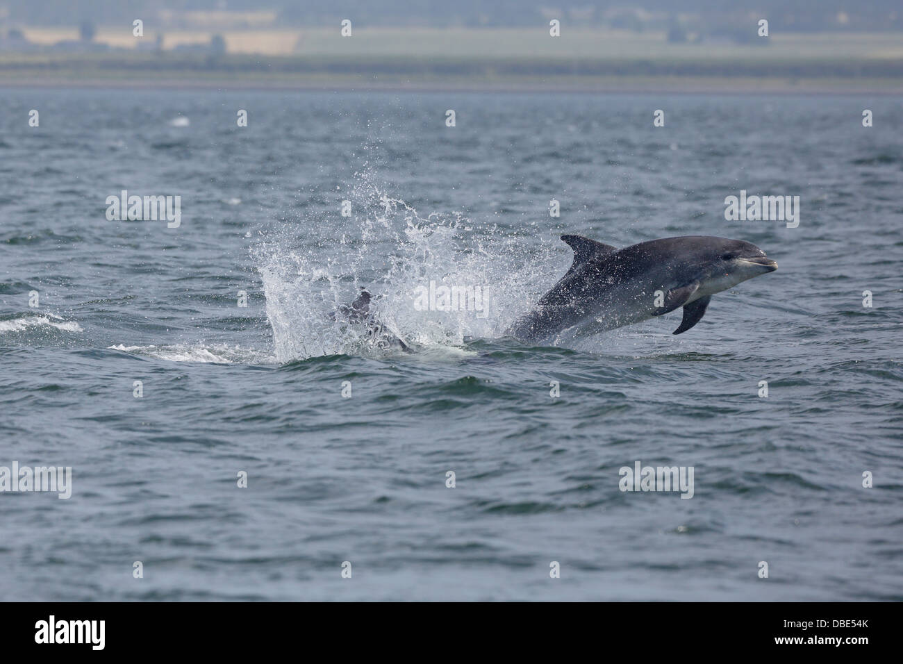 One Bottle-nosed Dolphin leaping out of the water at Chanonry Point Stock Photo