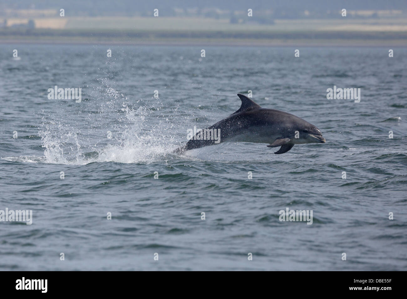 One Bottle-nosed Dolphin leaping out of the water at Chanonry Point Stock Photo
