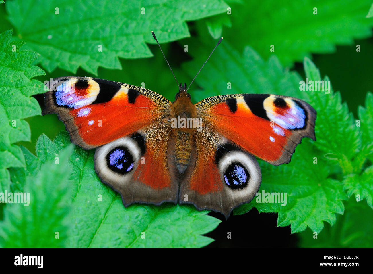A peacock butterfly at rest on nettle leaves Stock Photo - Alamy
