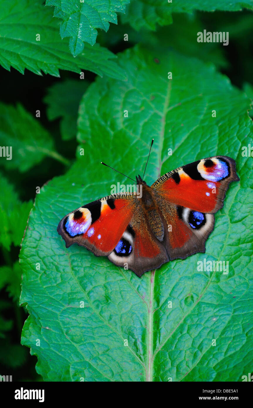 A peacock butterfly at rest on a green dock leaf Stock Photo - Alamy