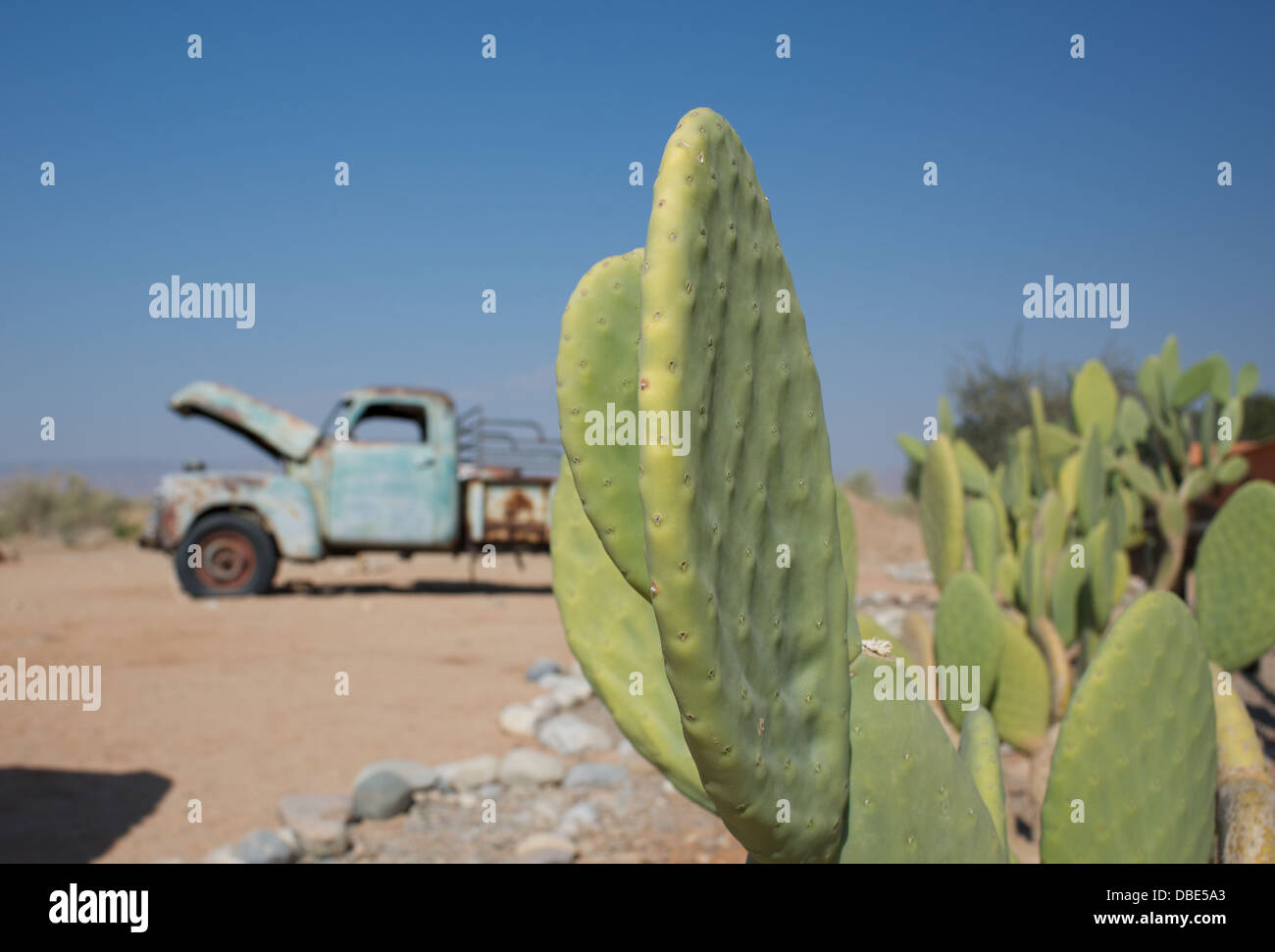 Old vehicles in desert surrounded by cactus Stock Photo