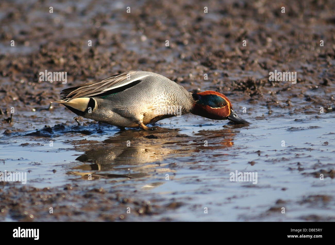 A teal paddling in the muddy water looking for food UK Stock Photo