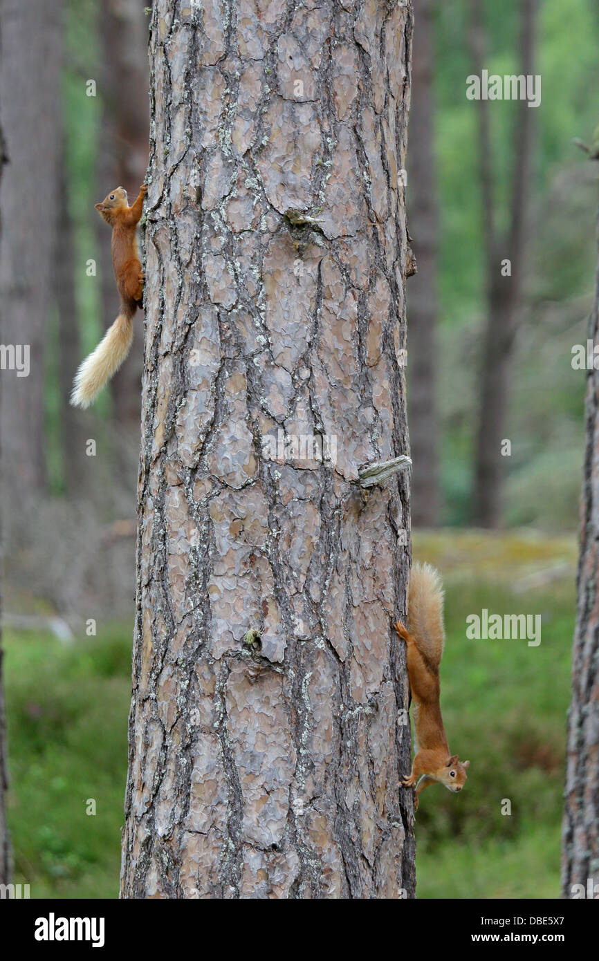 Two Red Squirrels chasing each other around a Scots pine tree Stock Photo Alamy