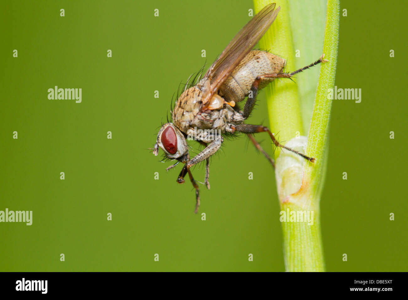 Tachinid fly perched on a green leaf Stock Photo - Alamy