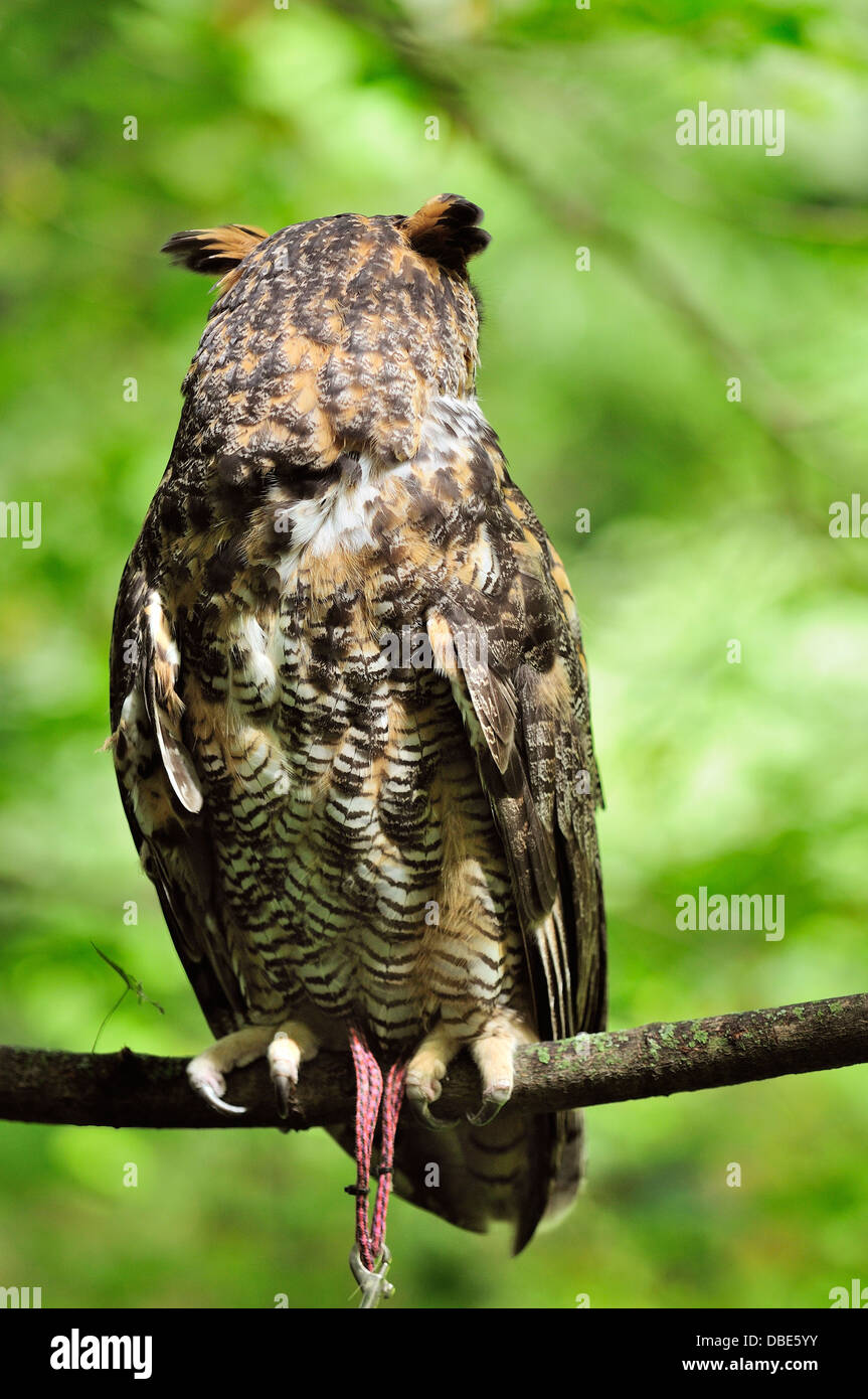 Great Horned Owl on perch with head turned 180 of 270 degrees Stock