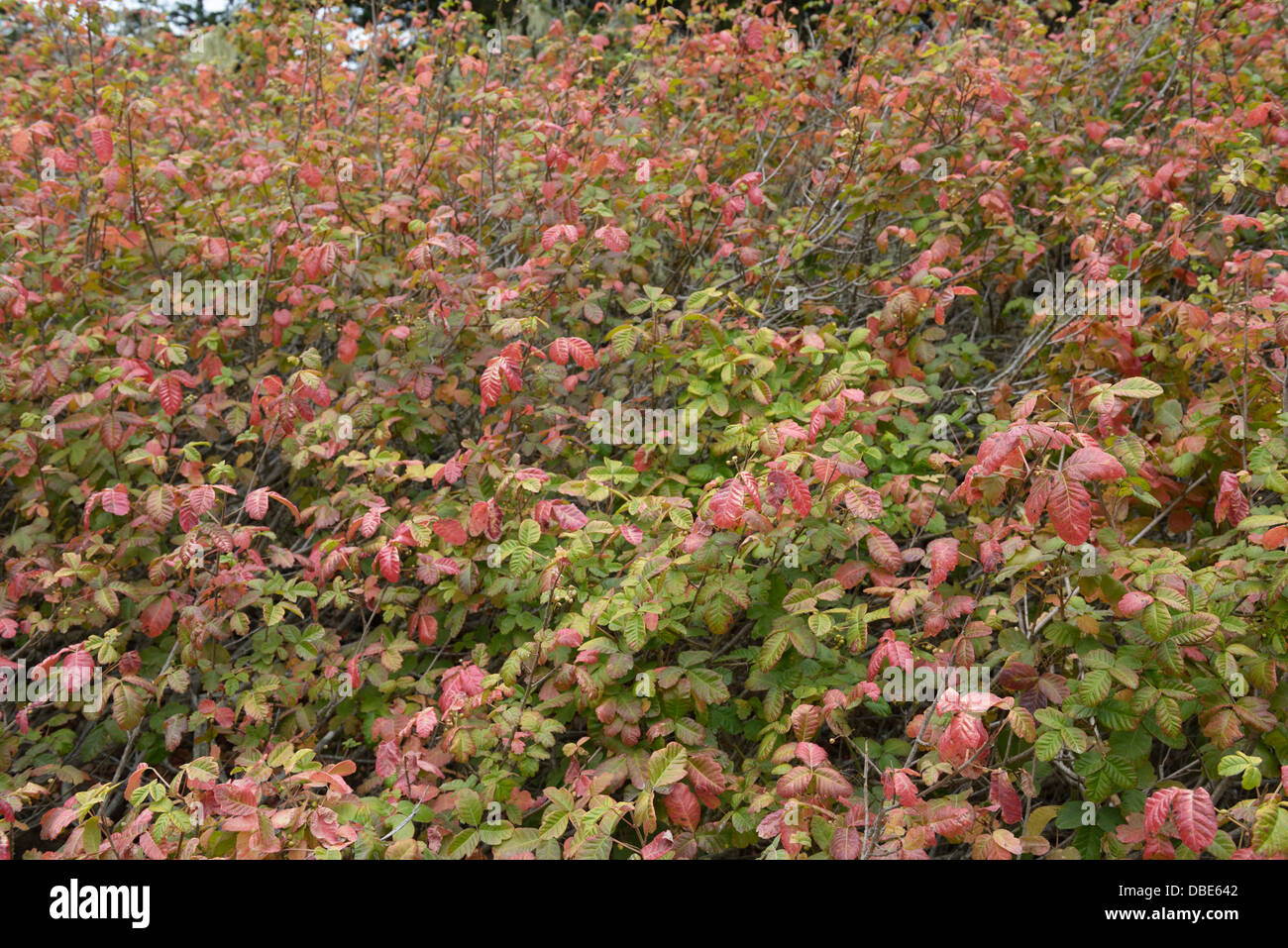 Poison oak, Toxicodendron diversilobum Stock Photo