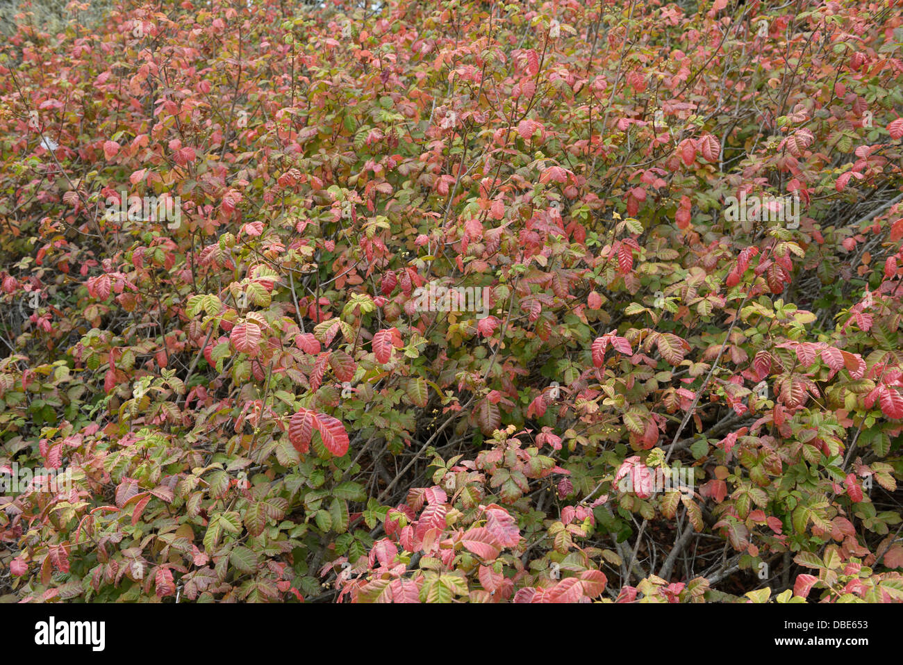 Poison oak, Toxicodendron diversilobum Stock Photo