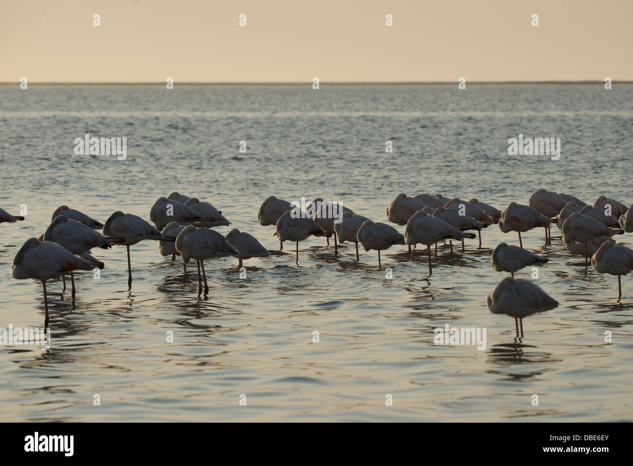 Greater Flamingo Walvis Bay Namibia Africa Stock Photo