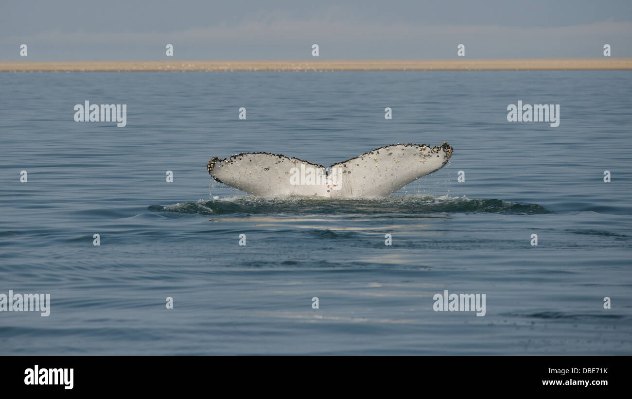 Southern White Whale High Resolution Stock Photography and Images - Alamy
