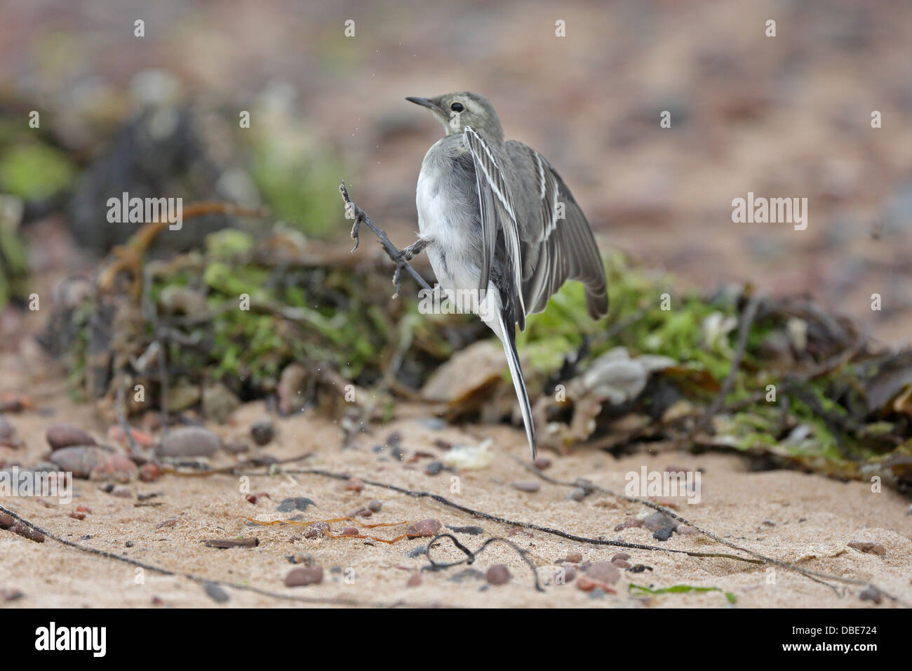 Juvenile Pied Wagtail jumping up for sand flies on a beach Stock Photo