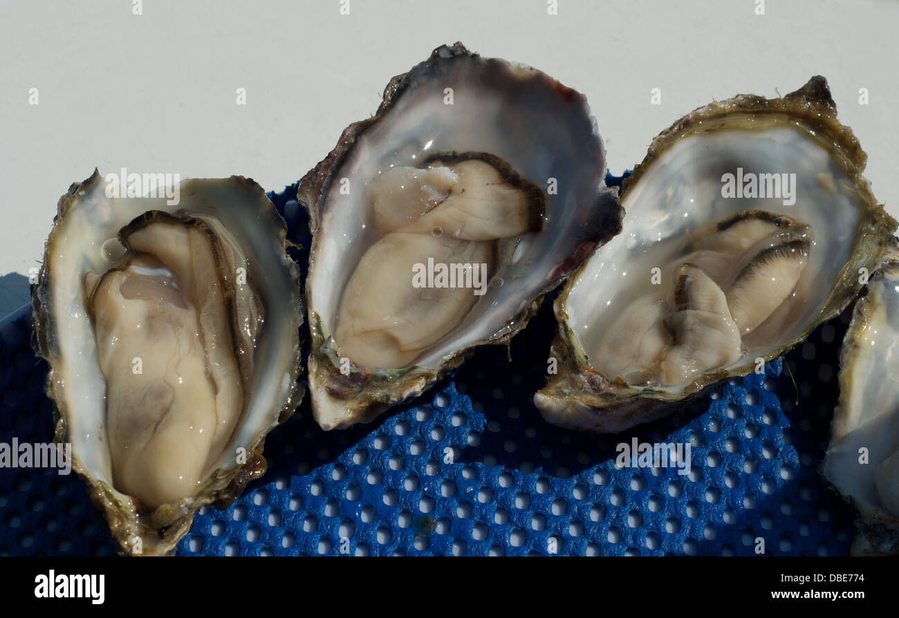 Walvis bay oysters Stock Photo Alamy