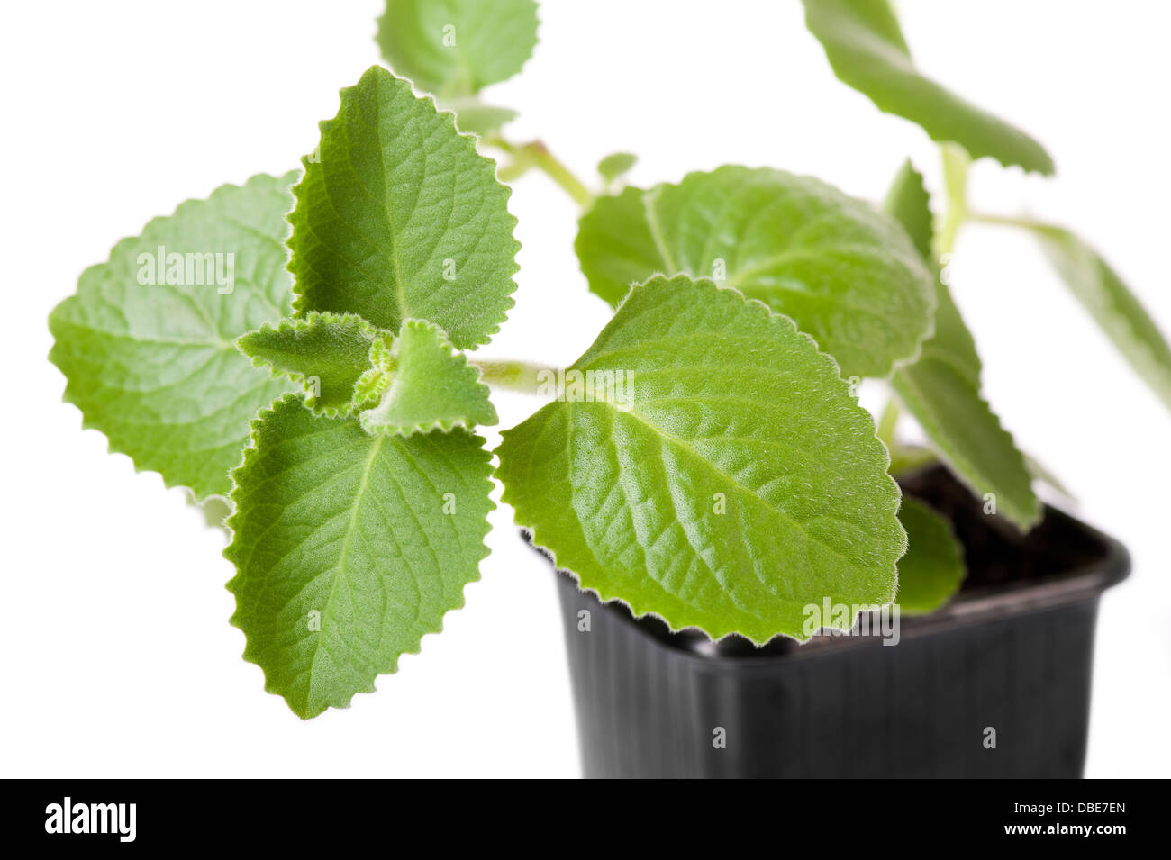 leaves of Plectranthus amboinicus Stock Photo