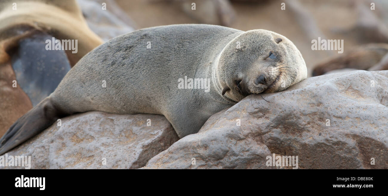 Cape cross seal colony skeleton coast namibia africa Stock Photo