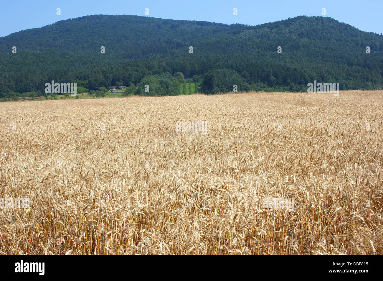 Ripe wheat Triticum aestivum Stock Photo