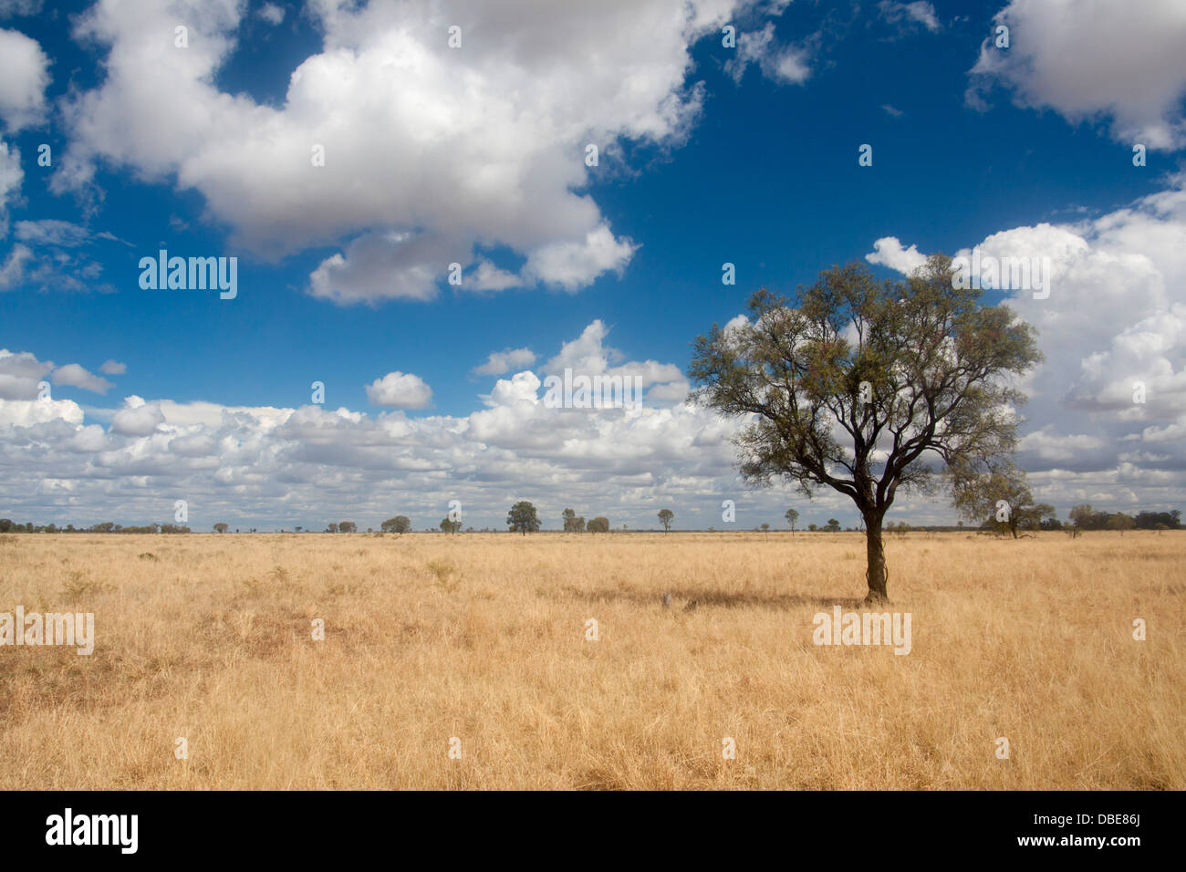 Australian bush country open grasslands fields with lone eucalyptus / gum tree Near Moree New South Wales NSW Australia Stock Photo