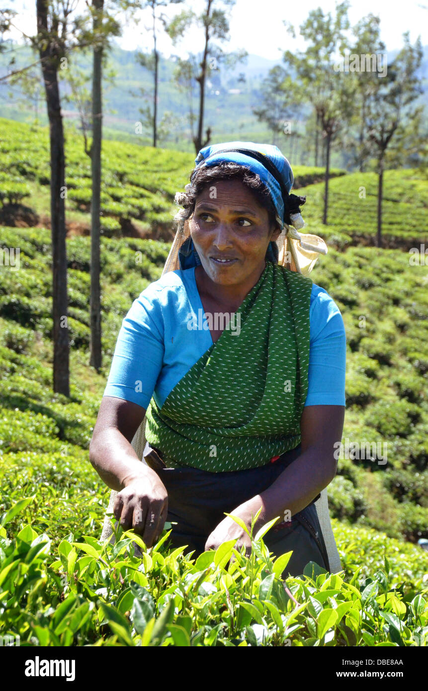 A Tamil tea plucker on a tea plantation in Sri Lanka plucks, picks tea leaves for Ceylon Black Tea Stock Photo