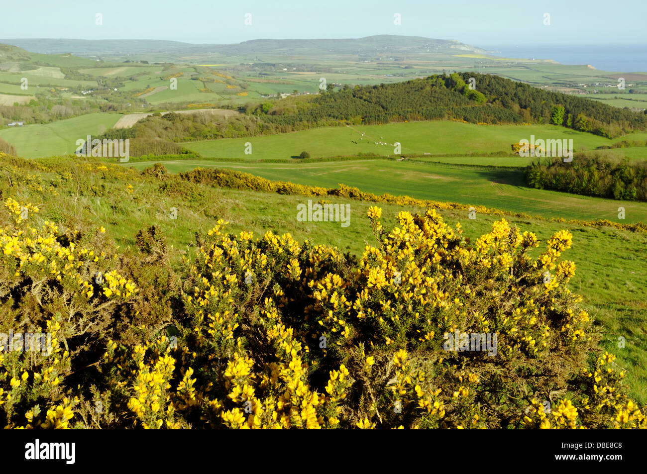 Heather isle of wight hi-res stock photography and images - Alamy