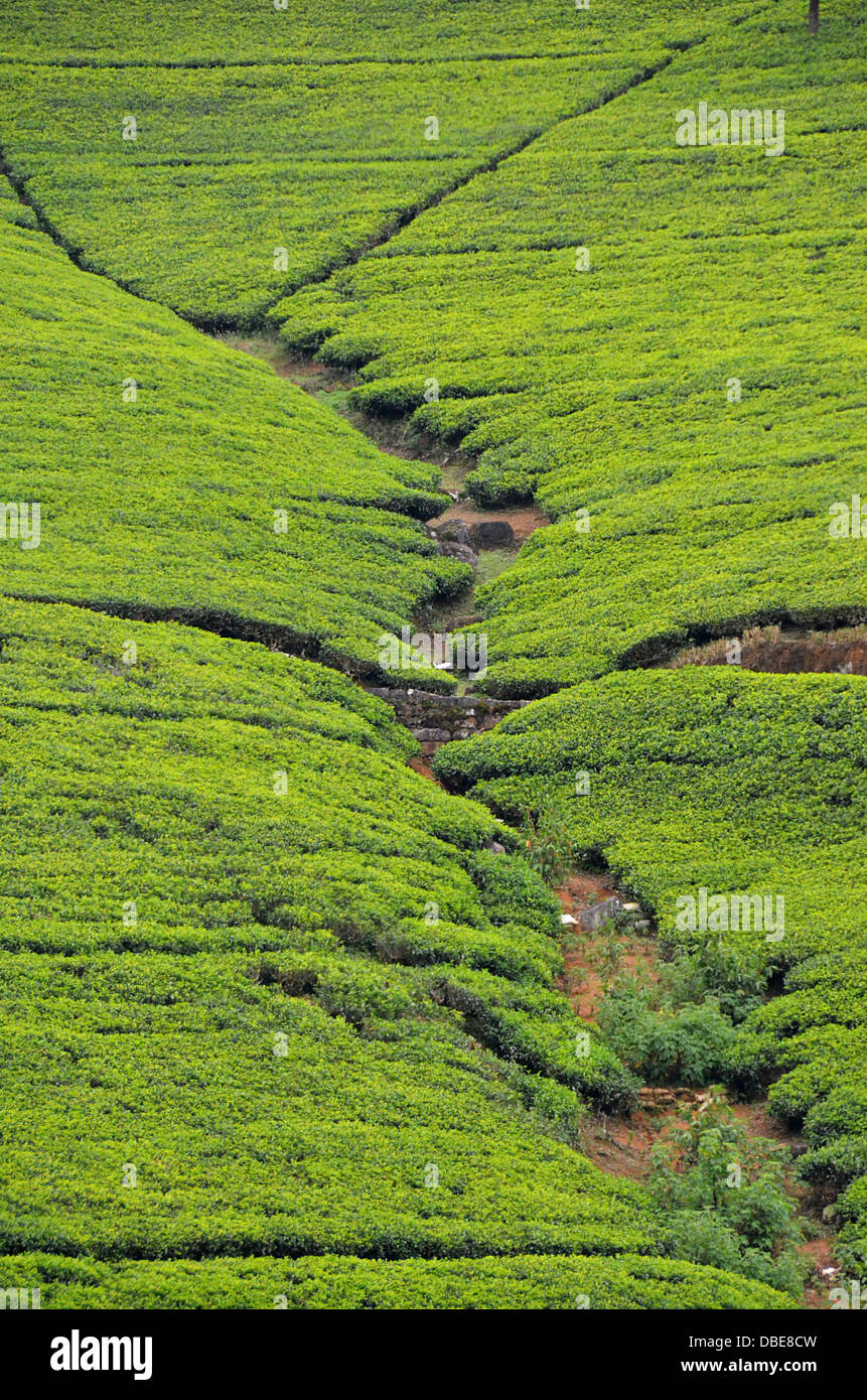 A huge tea field, Camelia Sinensus bushes, on a tea plantation in Sri Lanka used to make Ceylon Black Tea Stock Photo