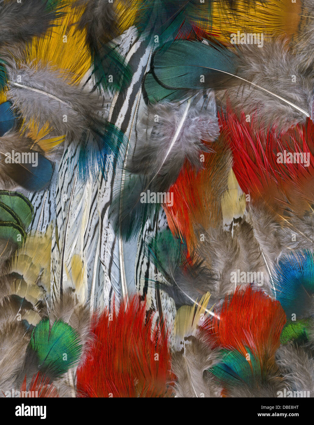 Brightly Colored Feathers Stock Photo Alamy
