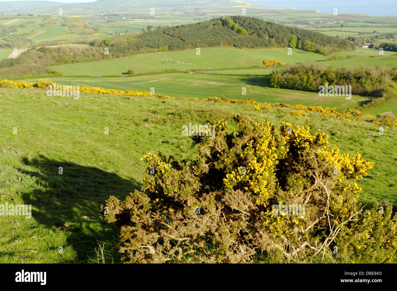 Heather isle of wight hi-res stock photography and images - Alamy