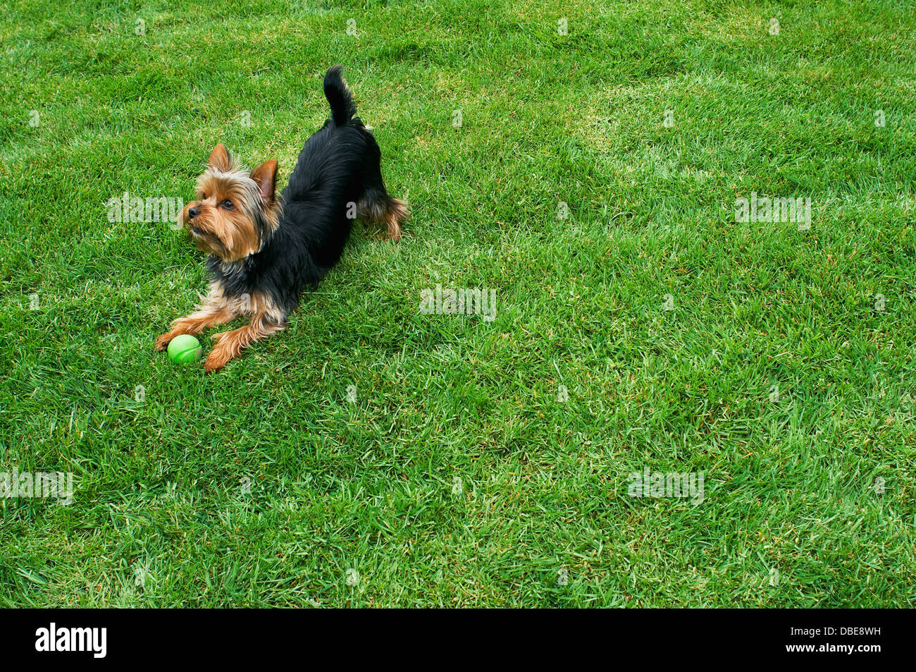 Yorki ball hi-res stock photography and images - Alamy