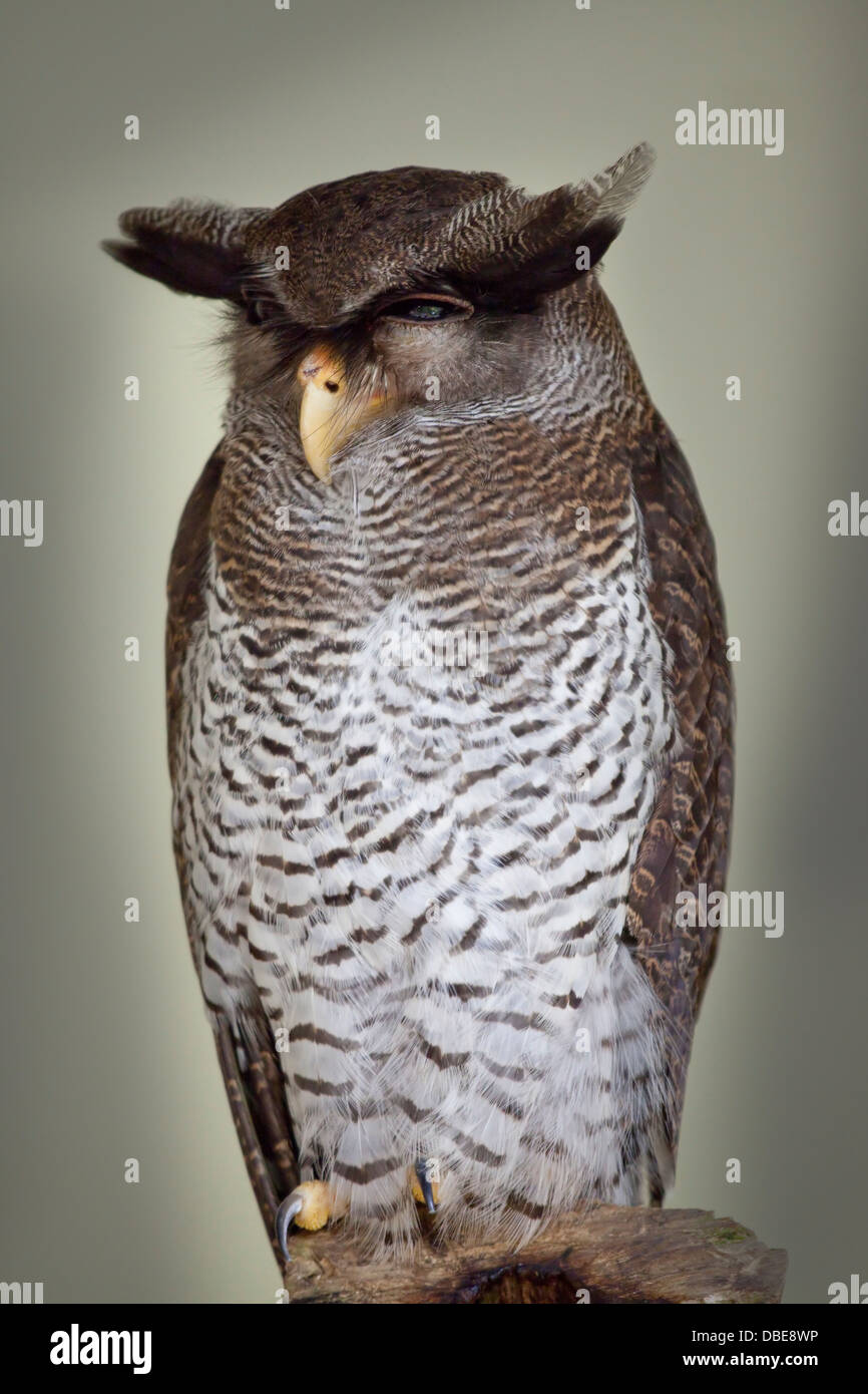 Barred Eagle-Owl (Bubo sumatranus), also called the Malay Eagle Owl, Oriental Eagle Owl, Malaysia Stock Photo