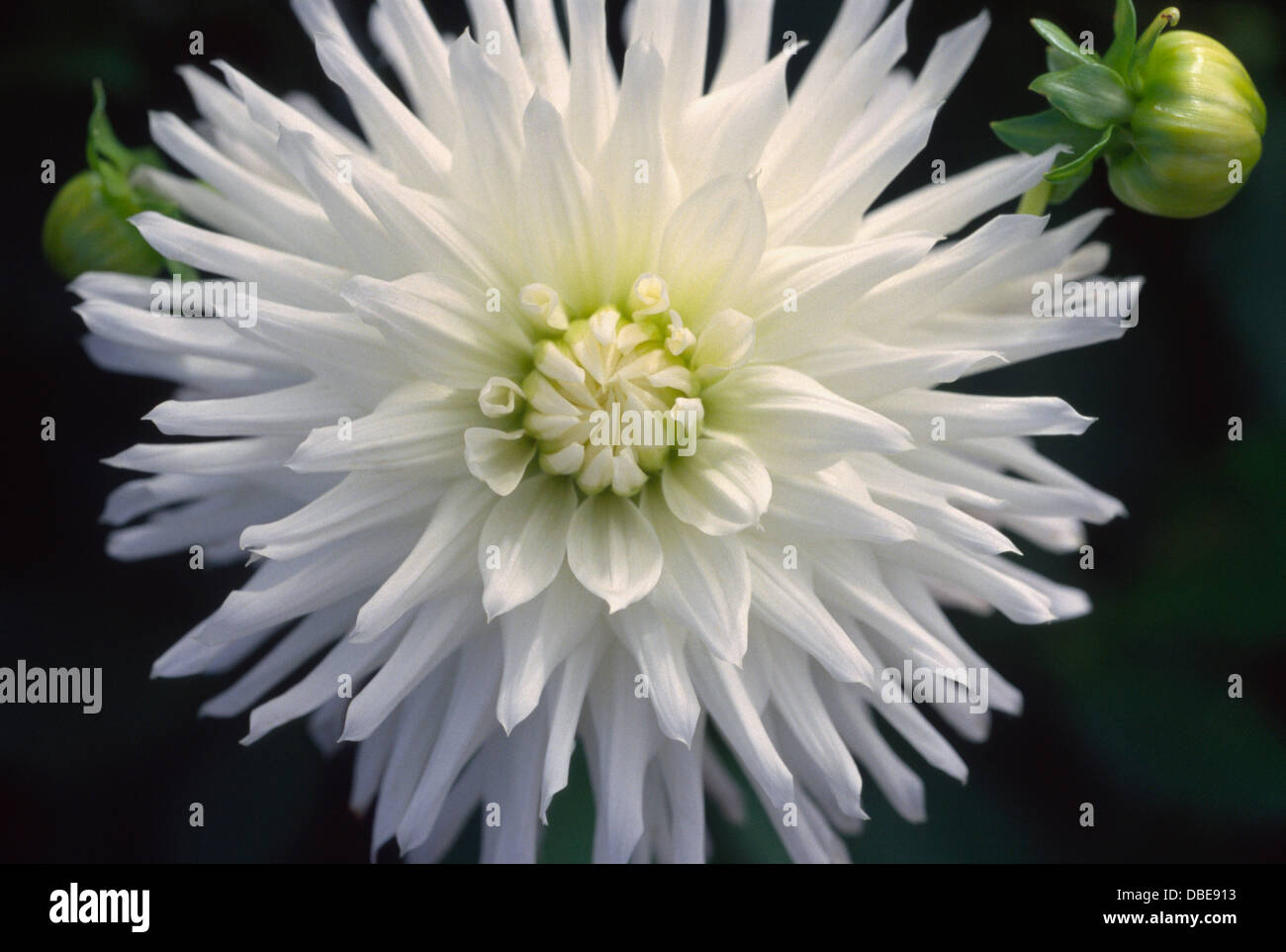 Close up dahlias hi-res stock photography and images - Alamy