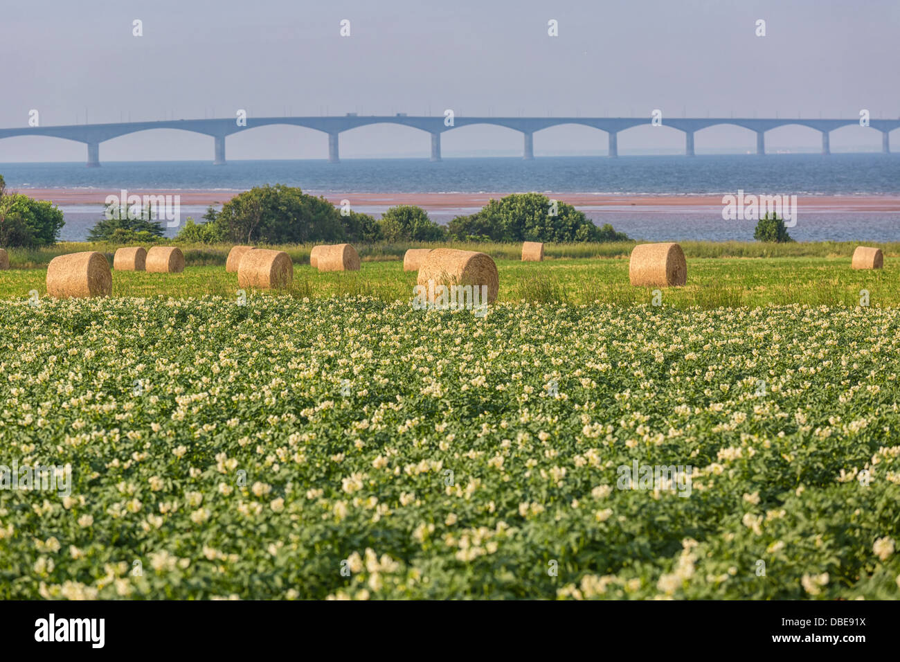 A field in rural Prince Edward Island, Canada of potato plants in full flower. Confederation Bridge is at the distant horizon. Stock Photo